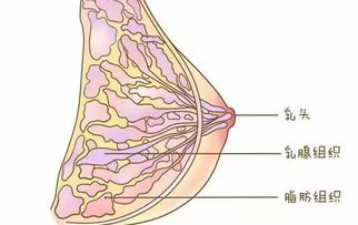 图：两性交合时乳房的生理变化(乳房随着生理周期变化)