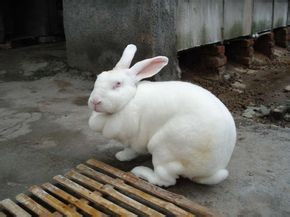 肉兔价格 肉兔养殖场 肉兔厂家供应商 山东六和养殖基地 