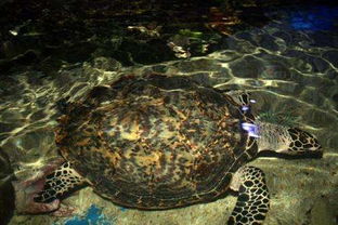 这最长寿的生物 排名第一的既然不是乌龟 