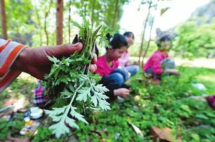 立春过后,西安春天挖野菜的好去处 尽情享受舌尖上的春天 