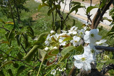 苹果树梨树8月开花 或气温升降致果树 梅开二度