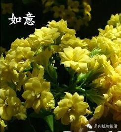 黄色长寿花有几种品种？