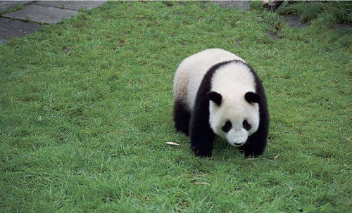 为啥日本的大熊猫那么干净,国内的特别脏 难道是国人不懂得珍惜