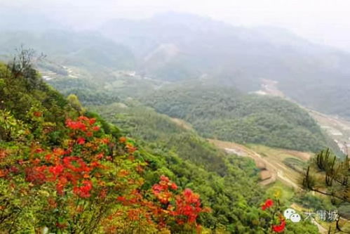 花海与河滩相辉映,去张家界旅游不可忽略的小众景点