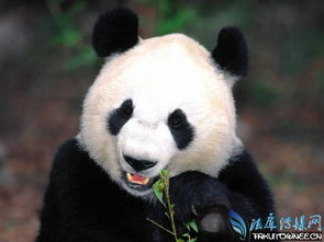 野生大熊猫打架厉害吗 熊猫吃不吃肉