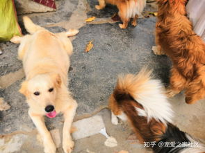 深圳哪里可以领养狗 
