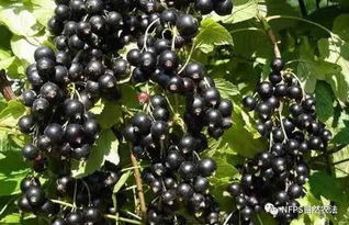 黑加仑是什么水果,像葡萄又像梨的紫色果子
