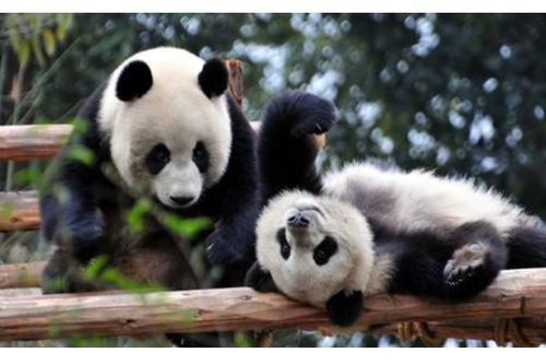 描写大熊猫的外貌特点 
