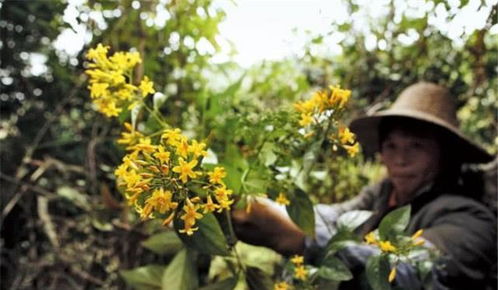 农村植物 断肠草 ,名字不好听,价值却珍贵,农民朋友知道吗