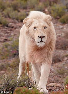 梦见白色狮子很温顺/梦见白色狮子很温顺-我的网站(做梦梦到白色的狮子是什么意思)
