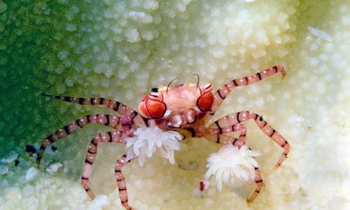 会跳啦啦舞的螃蟹 拳击蟹,习惯把海葵捏在手里当作防身武器