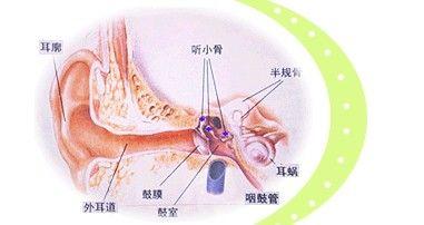 耳蜗在声音传导中占据着如何重要的地位