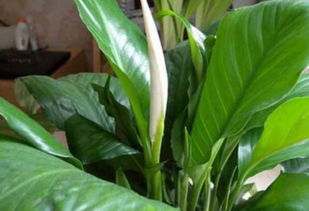 白掌怎么养才能开花,白掌是一种常见的室内盆栽植物，因其翠绿的叶片和洁白的花朵而备受喜爱
