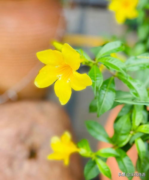 黄蝉花的花语是什么,黄蝉花的花语：希望与自信