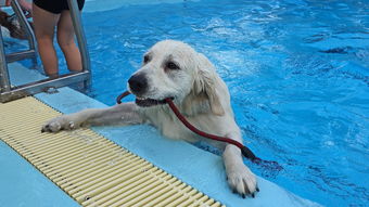 狗,游泳,游泳池,hondenzwemmen,自力更生,祝你好运,成功的 