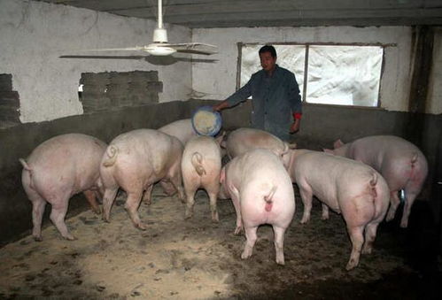 养猪禁区指的是那里，农民都不让养了吗？