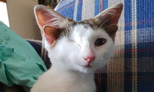 可爱猫咪拥有4只耳朵,长期单眼啾咪似在挑逗,萌值加倍