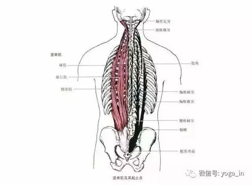 瑜伽力量不够 不妨多练这4个体式 