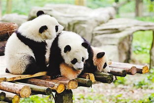 我们叫渝宝 渝贝 良月 重庆动物园三只大熊猫幼崽正式命名