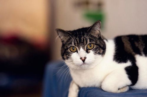 猫白血病不能被完全治愈,3个可怕之处让你知道猫咪也很 脆弱