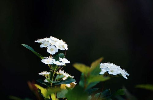 关于木香花入药的诗词诗句