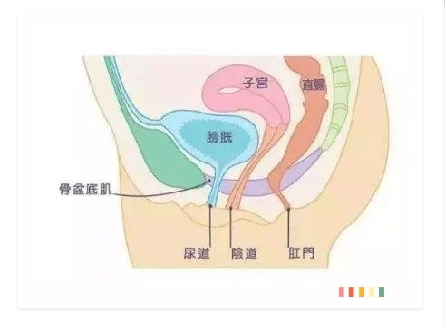 健身的女性盆底肌是不是很紧(女性锻炼盆底肌肌有什么好处)