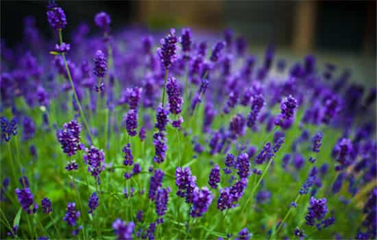 紫罗兰花语是什么,紫罗兰的寓意象征