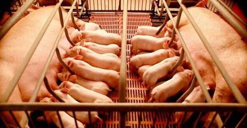 微量元素对猪食欲 饲料利用率 骨骼 健康 生育都有哪些影响