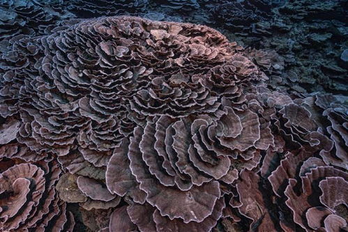 南太平洋大溪地发现世界最大原始珊瑚礁,科学家惊叹难以置信