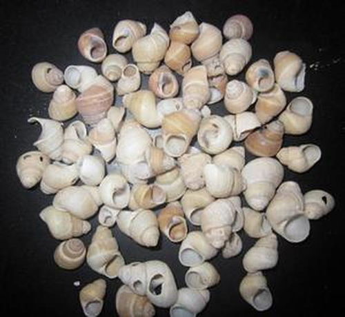 白螺蛳壳常用药方 民间偏方 常用搭配 39药品通 