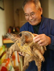 市民买龙龟竟是鳄鱼龟 本想买来放生谁知它凶猛无比 