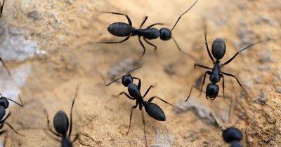 如果把几只蚂蚁带到数公里之外,它们接下来会怎么办