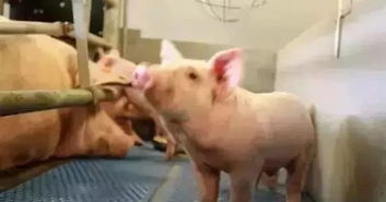 看比利时猪场如何管理 从母猪 产房到环保都说的很详细 