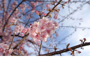 花语系列盲盒樱花,樱花盛开，盲盒中的花语世界，一场春日的浪漫邂逅