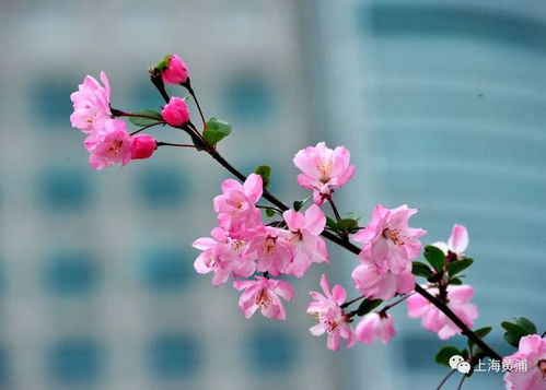 垂枝海棠的花语和文化背景, 花语