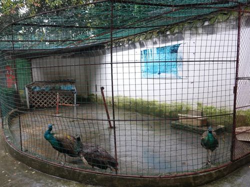 小动物园的无奈,江南 绍兴儿童公园动物园