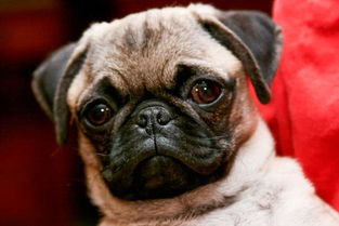 第一次看到巴哥犬的体检照片,笑死了 网友 好像外星人