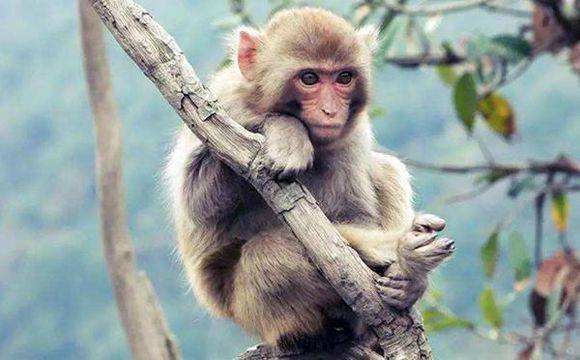 猴猴猴 生肖猴 出生在接下来的两个季节,让人羡慕