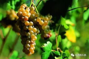 澳大利亚10个新兴葡萄品种,你听过吗 
