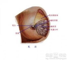 乳头凹陷是怎样的(乳头凹陷是啥病)