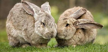 明月几时有中周迅抱着的兔子是什么品种的多少钱一只 爱秀美 