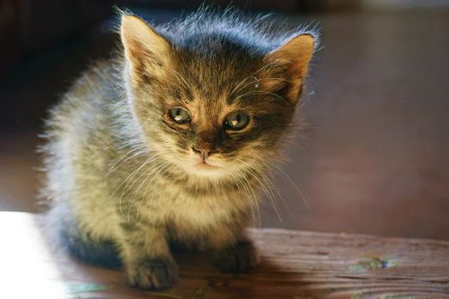 小猫精神正常但经常拉稀是什么原因
