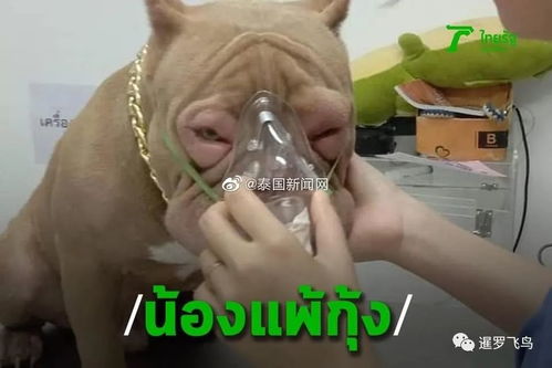 泰国一只狗狗偷吃虾,结果变成猪头,需送急诊就医