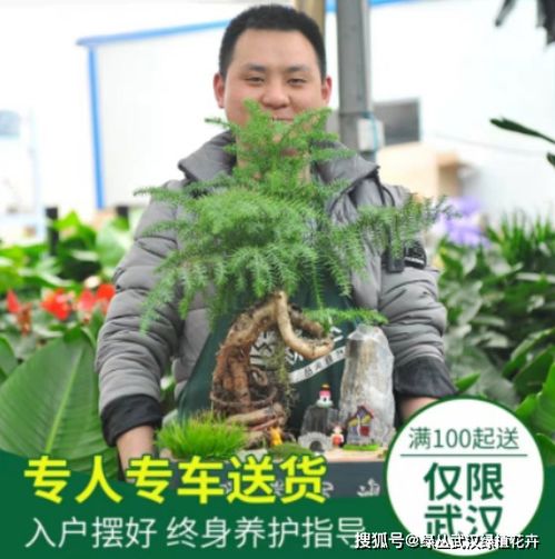 绿植租赁费计入什么科目,1. 租赁费用：如果绿植租赁是为了满足公司运营的需要，例如办公室绿植或者生产设施中的植物装饰，那么可以将绿植租赁费计入“租赁费用”科目