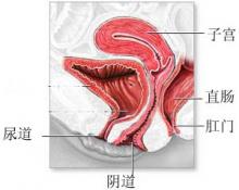 阴道在性刺激下会发生什么变化