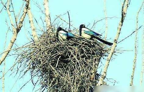 喜鹊在筑巢时,是如何实现冬暖夏凉的