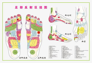 足疗反射区图片大全 图片搜索