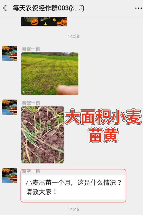 为什么宿迁发的苗大部分都是假的？高手回答