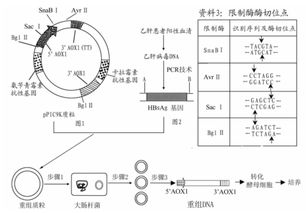 应用基因工程方法.可以将酵母菌制造成 工程菌 .用于生产乙肝疫苗.在制造该 工程菌 时.应向酵母菌导入下列中的 A.乙肝病毒的表面抗原 B.乙肝病毒表面抗原的基因 