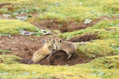 青藏高原鼠兔泛滥成灾,数量高达12亿只,牧民头疼为何专家说好事